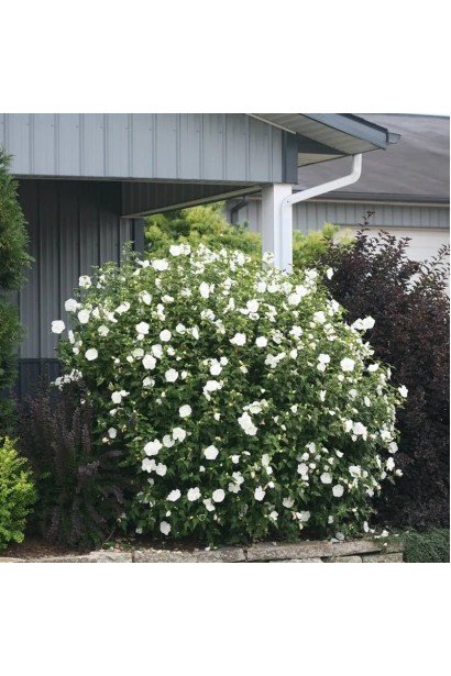 Гібіскус сирійський Вайт Шифон в саду.